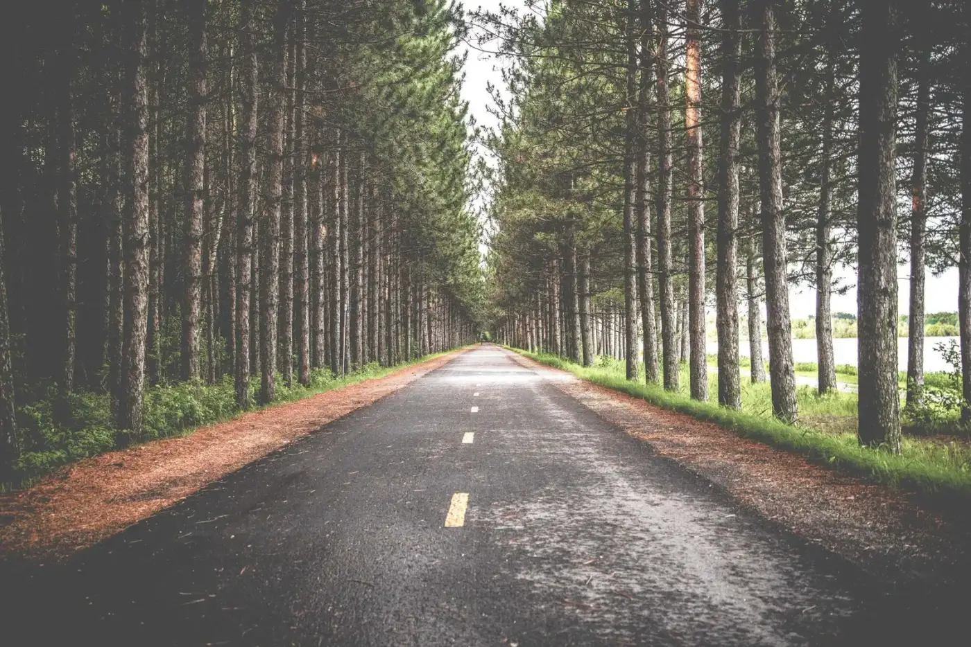 A straight road running through a tall pine forest